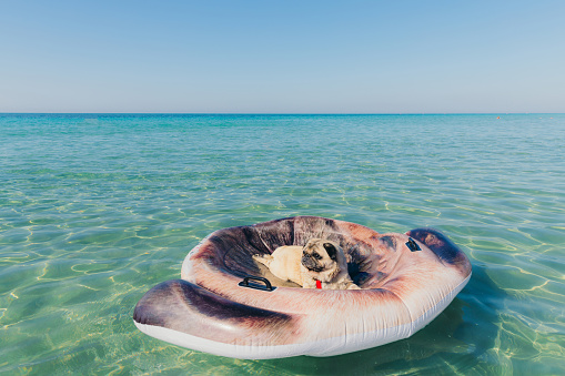 Cute pug swimming in turquoise coloured crystal blue Ionian Sea on funny floater during summer vacation