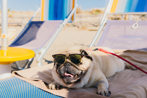 Portrait of funny pug wearing sunglasses sunbathing on beach chair under sun umbrella and white sand beach in Lecce province, Puglia