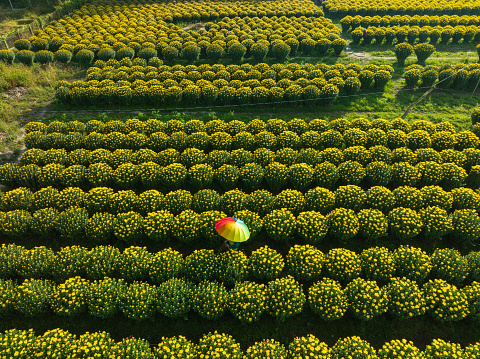 Drone view of florist is taking care chrysanthemum flowers for Tet holiday, Khanh Hoa, central Vietnam