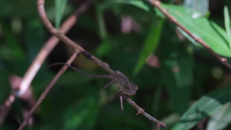 Ambush position on a tiny branch deep in the forest then turns its head to focus on something, Oriental Garden Lizard Calotes versicolor, Thailand