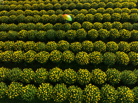 Drone view of florist is taking care chrysanthemum flowers for Tet holiday, Khanh Hoa, central Vietnam