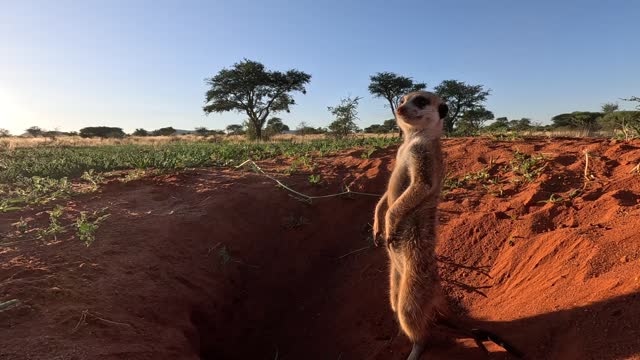 Early morning ground-level footage of a Suricate Meerkat standing upright at the burrow looking around while another one digs beside him. Southern Kalahari.