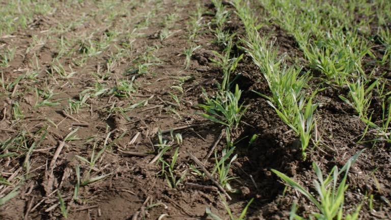 Soil compacted by tractor tires on field