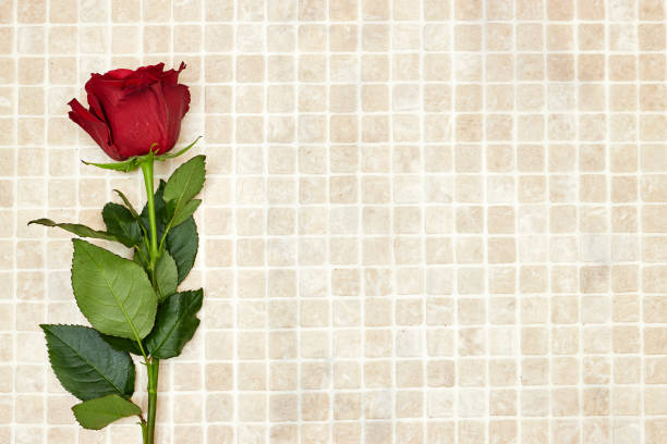 Beautiful red rose with stem on broken mirror for concept of a broken relationship or marriage