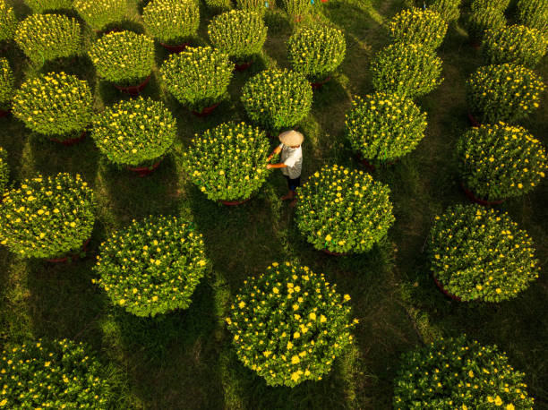 istock Take care chrysanthemum flowers 2010479152