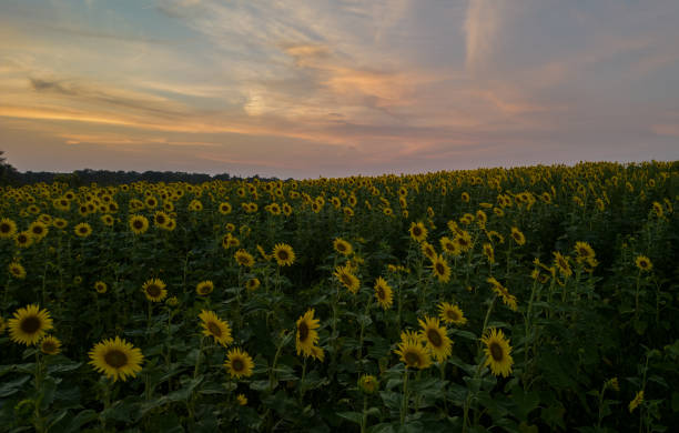 istock Sunflower field in the countryside at sunset 2010486780