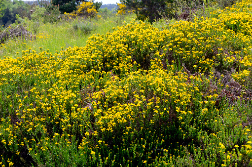 Spanish gorse bushes (Genista hispanica) in flower