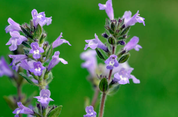 istock Flowers of the rock thyme (Clinopodium alpinum or Satureja alpina or Acinos alpinus) 2010494183