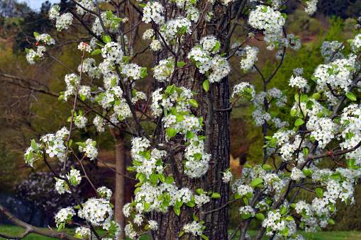 Detail of the flowers of Callery pear (Pyrus calleryana). It is an endemic species of China and Vietnam.