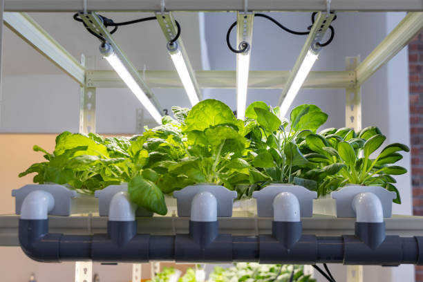 istock Closeup on indoor hydroponic vegetable farming with led lighting in controlled environment 2010497330