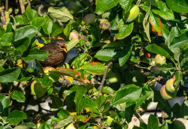 istock Female blackbird in a cherry tree in the rain 2010506496
