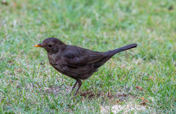 Immature male blackbird on a lawn.