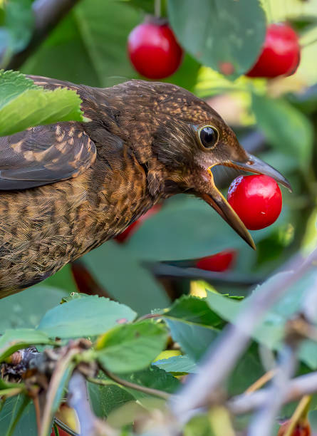 istock Female blackbird in a cherry tree in the rain 2010507549