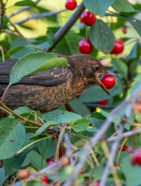 istock Female blackbird in a cherry tree in the rain 2010507560