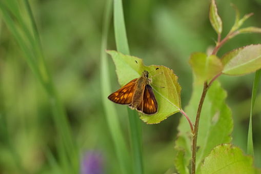 Close-up view of Lulworth skipper (Thymelicus acteon) butterfly sitting on green leaf. Soft focus. Beauty in nature theme.