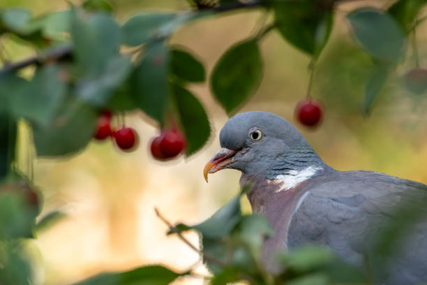 Wood Pigeon in a cherry tree in the rain.