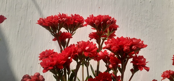 Kalanchoe is a Crassulaceae family flowering plant. Native place of this flowering plant is Madagascar and Tropical Africa.