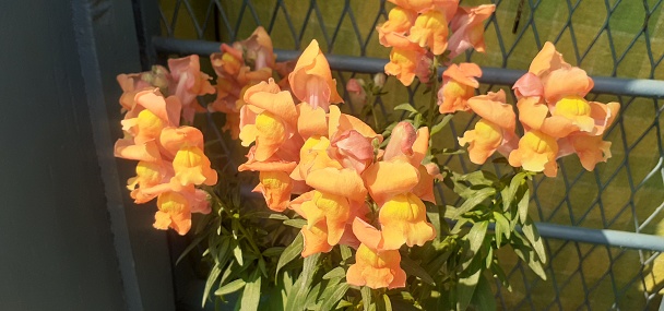 Snapdragons or Antirrhinum is a Plantaginaceae family ornamental flowering plant. It is also known Dragon Flowers and Dog Flower.