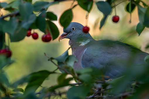 Wood Pigeon in a cherry tree in the rain.