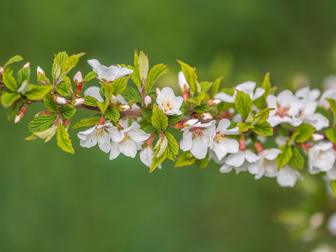 White cherry flowers. The branches of a blossoming tree. Cherry tree with white flowers. Blurred background.