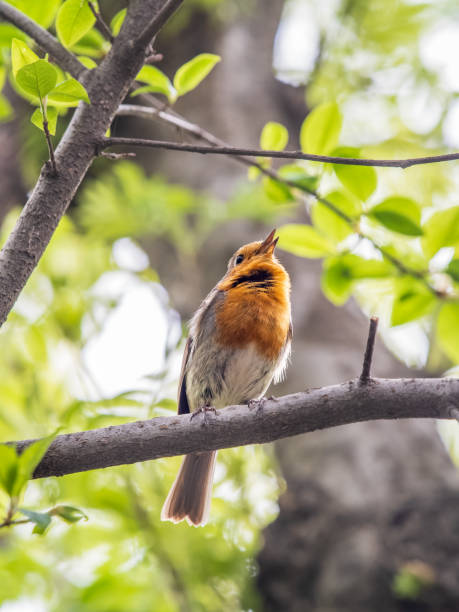 istock European Robin, Erithacus rubecula, song bird sits on tree in the spring forest or park 2010514442