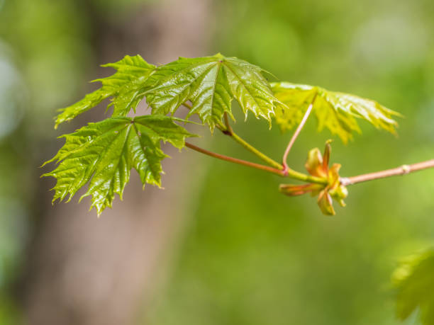 istock Spring branches of maple tree with fresh green leaves on blurred background 2010514956