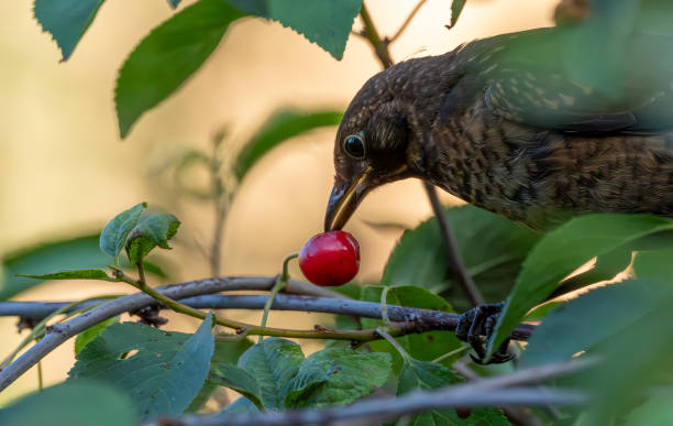 istock Female blackbird in a cherry tree in the rain 2010514969