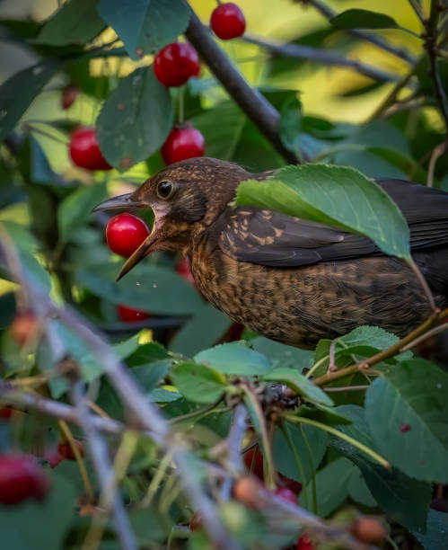 istock Female blackbird in a cherry tree in the rain 2010515479