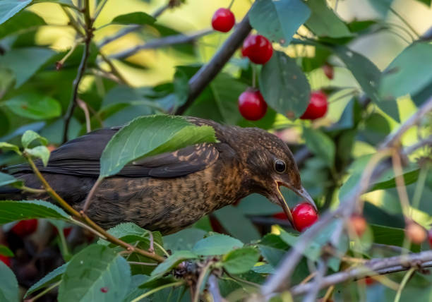 istock Female blackbird in a cherry tree in the rain 2010515490