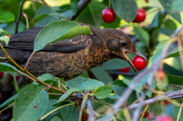 istock Female blackbird in a cherry tree in the rain 2010515501