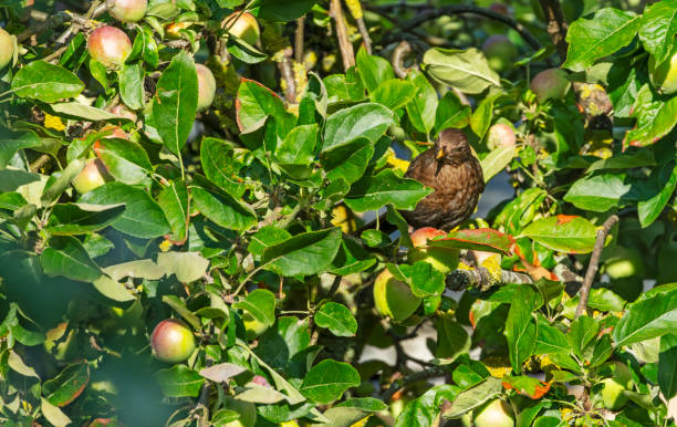 istock Female blackbird in an apple tree in the rain 2010516563