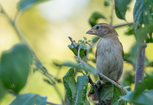 Female Tree sparrow in a plum tree in the rain.