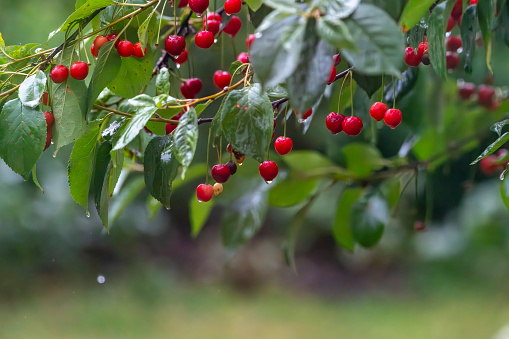 Ripe maraschino cherries in a cherry tree in the rain.