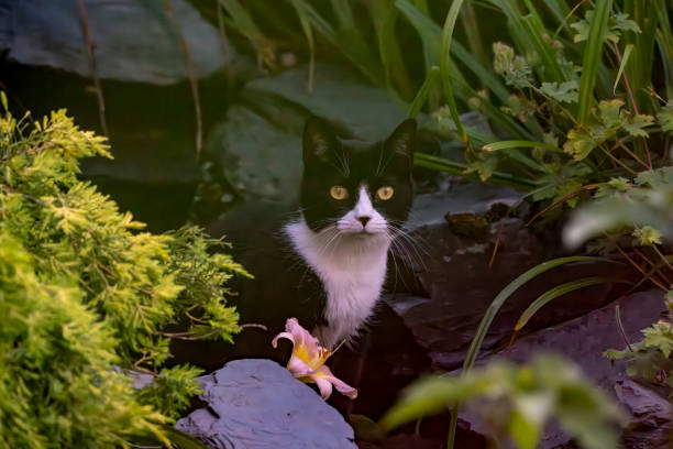 Black and white cat in a domestic garden beside a waterfall.