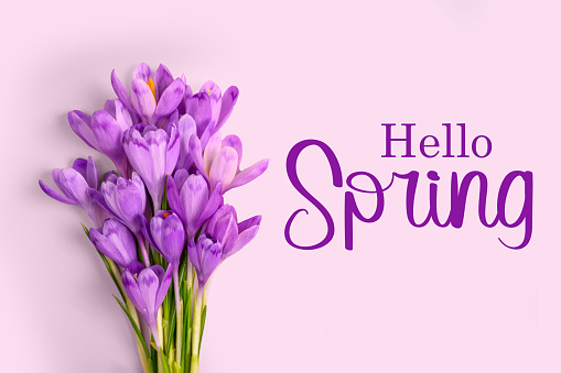 Hello spring. Composition of purple crocus flowers on purple background.