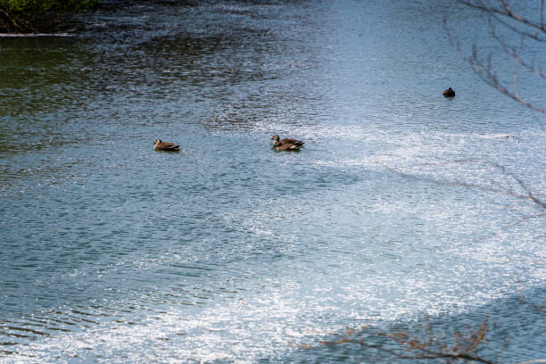 ducks swimming in a river sprinkled with cherry blossom petals