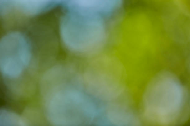 Abstract blurred green leaves of tree at forest. Park outdoor landscape Bokeh defocused background for good environment concept, design, Christmas and holiday template, banner.