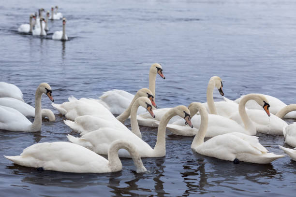 istock Two small flock of swans on the river 2010541700