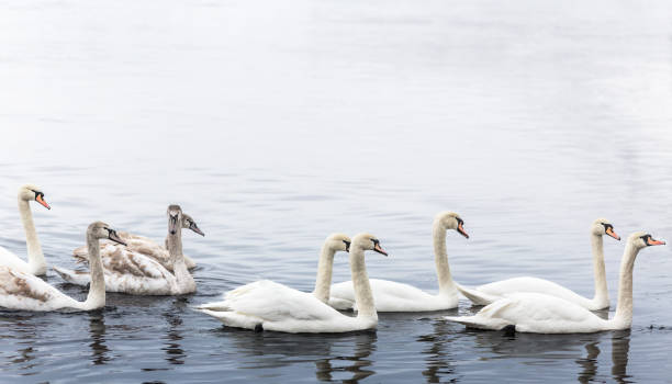 istock Whooper swan flock on the river, old and young swans 2010542226