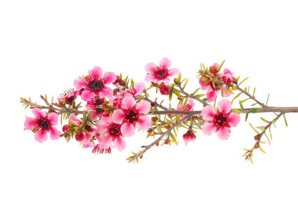 fotografii de stoc, fotografii și imagini scutite de redevențe cu ramură înfloritoare de manuka izolată pe fond alb, leptospermum scoparium - leptospermum