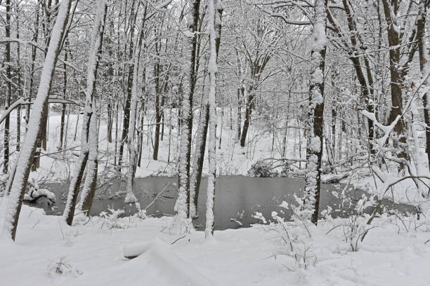 Fresh snow and vernal pool in the New England wilderness, winter 2024