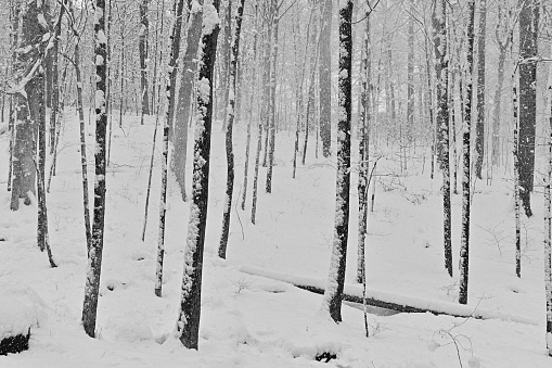 Snow blowing in the New England deciduous forest. Black and white.