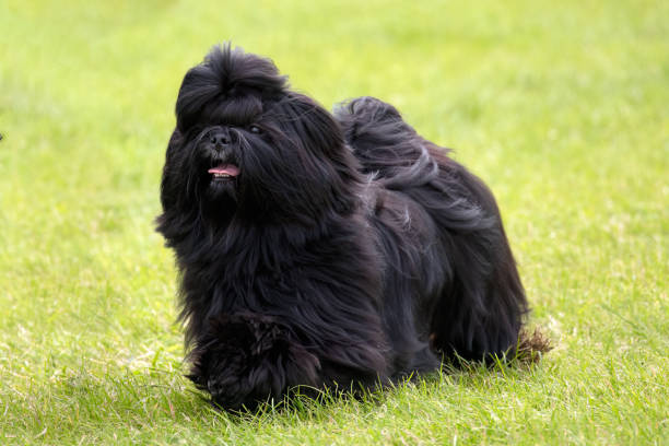 istock long haired Shih Tzu dog 2010563352