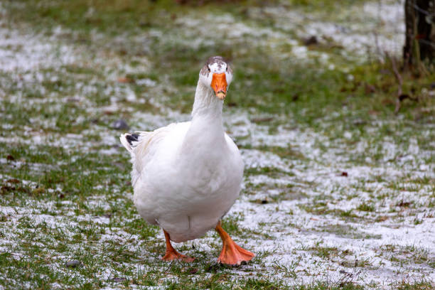 istock Goose on a farm in Sauerland 2010577635