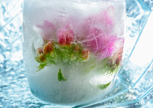 Primrose flowers, pink kolanchoe frozen in an ice cube. Beautiful spring flowers primroses bloom in frozen water with ice