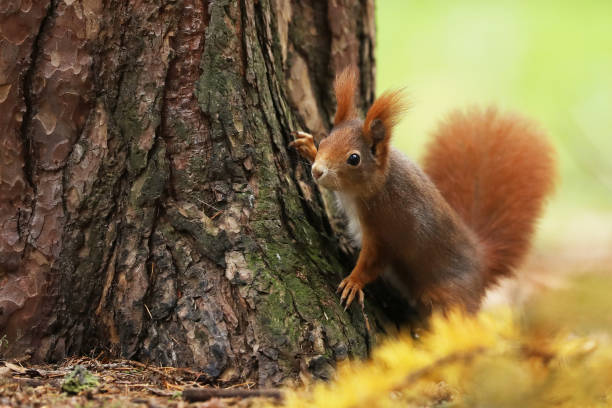 istock Cute red squirrel (Sciurus vulgaris) with long pointed ears sit on branch in autumn scene with nice deciduous forest in the background 2010585630