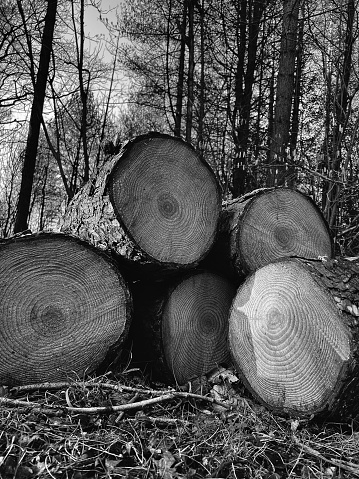A stack of logs created during deforestation