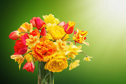 Bouquet of fresh spring yellow, orange, red tulips and daffodils on a green background. place for text. Greeting card. Bouquet of tulips for March 8. Women's Day.