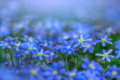 Blue forest primroses. Spring. The forest is alive. The first plants are blooming. Liverwort flowers reach for the light. background image