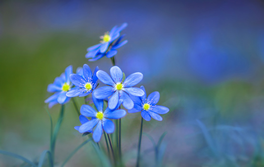 Blue forest primroses. Liverwort. Spring. The forest comes to life. The first plants bloom. Blue flowers reach for the light. Beautiful spring background with place for text.